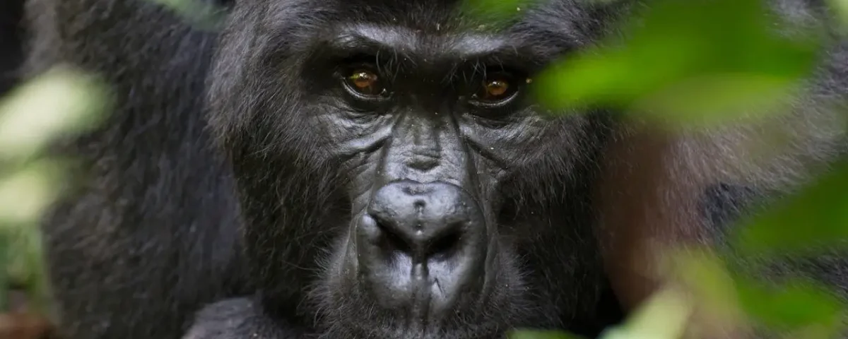 Is Bwindi a UNESCO World Heritage Site? 