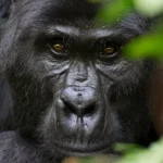 Is Bwindi a UNESCO World Heritage Site? 