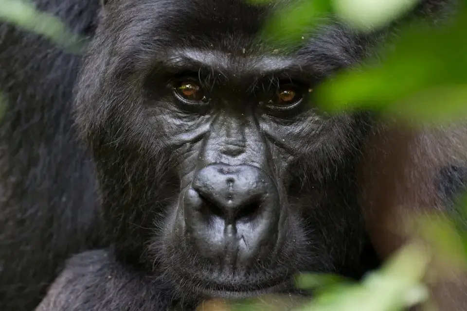 Is Bwindi a UNESCO World Heritage Site? 