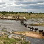 What Is the Best Month to Visit Serengeti?