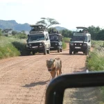 What’s Included in a Typical Uganda Safari Package?