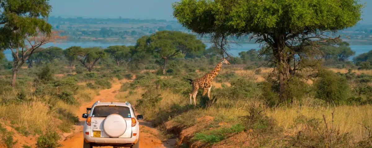 Can I Use Local Transport for Getting Around Uganda?