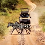 How Long Does a Game Drive Take?