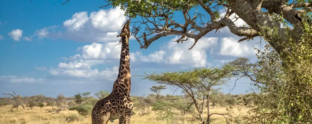 What Is the Number One National Park in Africa?