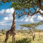 What Is the Number One National Park in Africa?