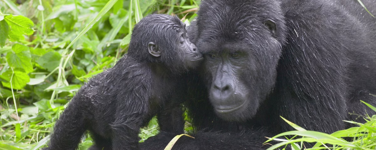Where Can I See Mountain Gorillas in Uganda?