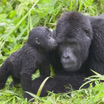 Where Can I See Mountain Gorillas in Uganda?