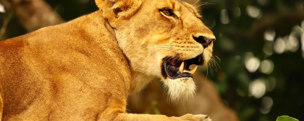 How Do I Book a Reliable Uganda Safari Tour?