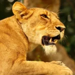 How Do I Book a Reliable Uganda Safari Tour?