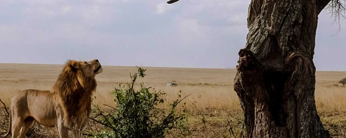 How Much Does a Trip to the Serengeti Cost?