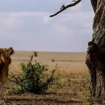 How Much Does a Trip to the Serengeti Cost?