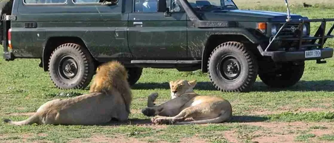 Are There Luxury Safari Options in Uganda?
