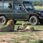 Are There Luxury Safari Options in Uganda?