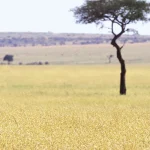 Is It Appropriate to Take Photos During Cultural Experiences?