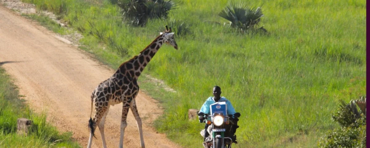 Can I Volunteer on a Uganda Safari?