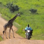 Can I Volunteer on a Uganda Safari?