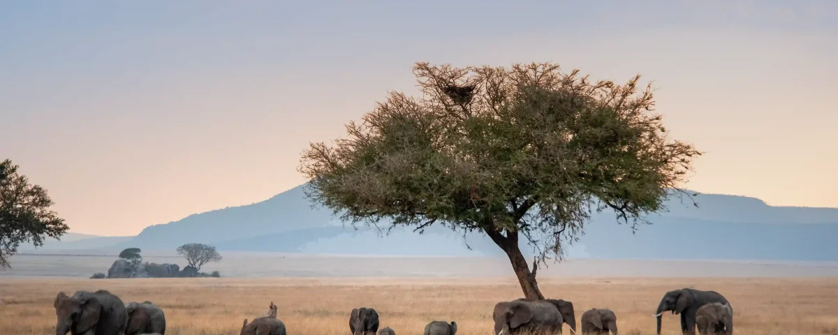 What Is the Cheapest Way to Visit Serengeti?