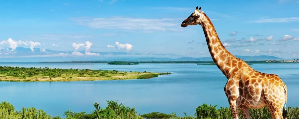 What’s the Best Time for Hiking in Uganda?