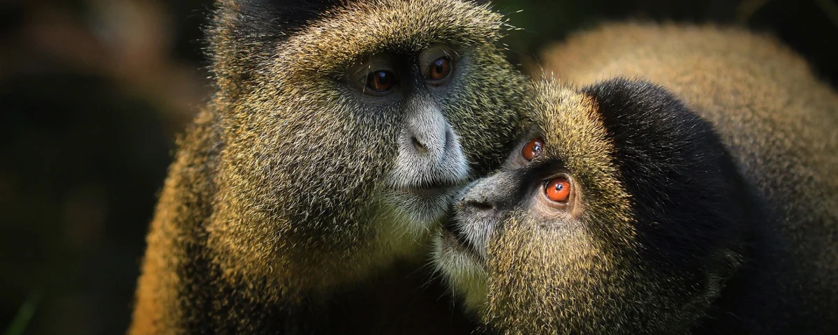What’s the Cost of a Uganda Safari? 
