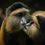 What’s the Cost of a Uganda Safari?