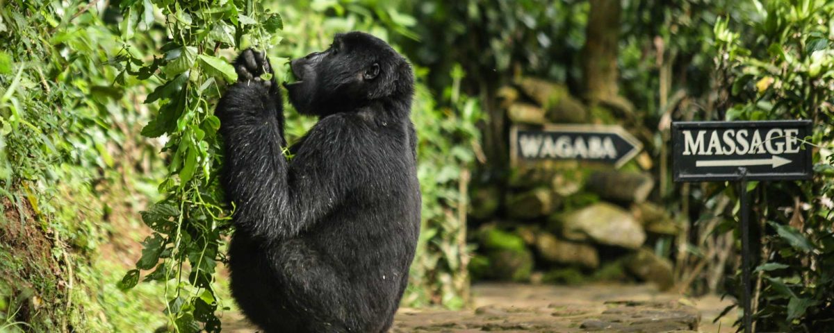 Why is Bwindi called 'Impenetrable'?