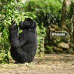 Why is Bwindi called 'Impenetrable'?