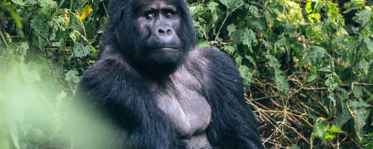 What Country to See Gorillas In?