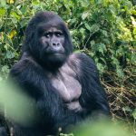 What Country to See Gorillas In?
