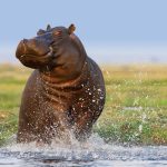 What’s the Best Way to Experience Uganda’s Wildlife?