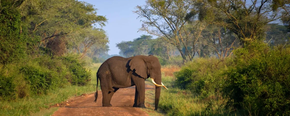 What’s the Best Way to Pack for a Uganda Safari?