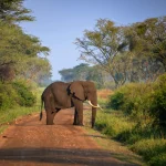 What’s the Best Way to Pack for a Uganda Safari?