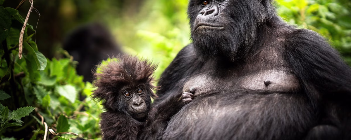 What to Expect When You Visit Gorillas in Rwanda?