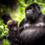 What to Expect When You Visit Gorillas in Rwanda?