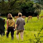 Can I Do a Private Safari in Uganda? 