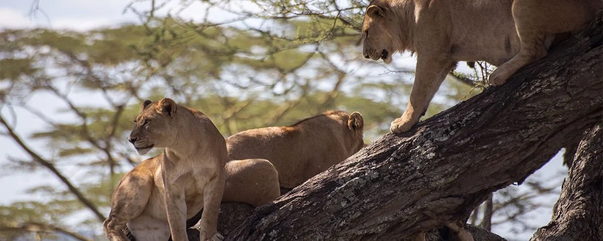 Can I See the Big Five in Uganda?