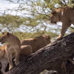 Can I See the Big Five in Uganda?