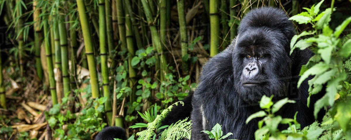 How Many Days Do You Need for Gorilla Trekking?