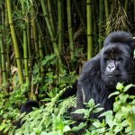 How Many Days Do You Need for Gorilla Trekking?