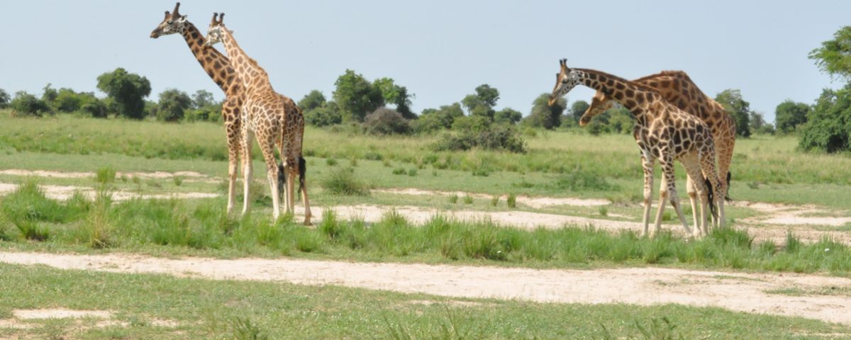 How Do I Book a Reliable Uganda Safari Tour?