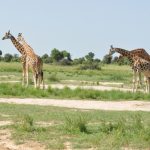 How Do I Book a Reliable Uganda Safari Tour?