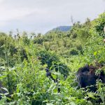 How Far Do You Have to Be From Gorillas Trekking? 
