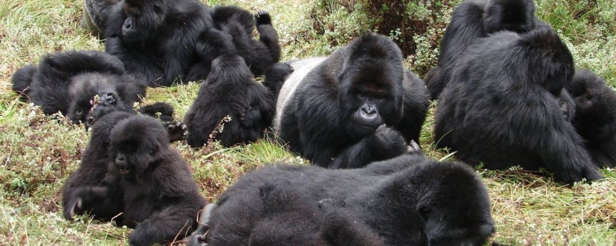 Understanding Gorilla Trekking Group Sizes