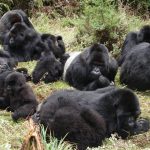 Understanding Gorilla Trekking Group Sizes