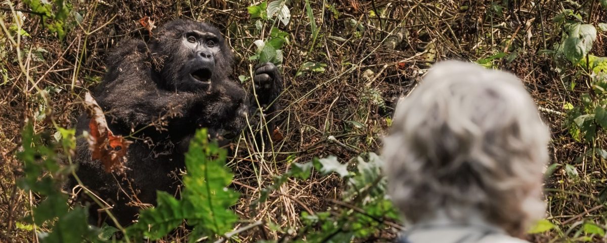 The Minimum Age for Gorilla Trekking