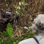 The Minimum Age for Gorilla Trekking