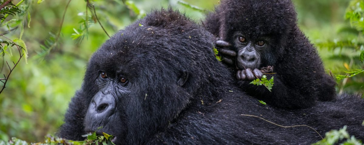 How Many Gorilla Families Are There in Rwanda? 