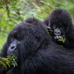 How Many Gorilla Families Are There in Rwanda? 