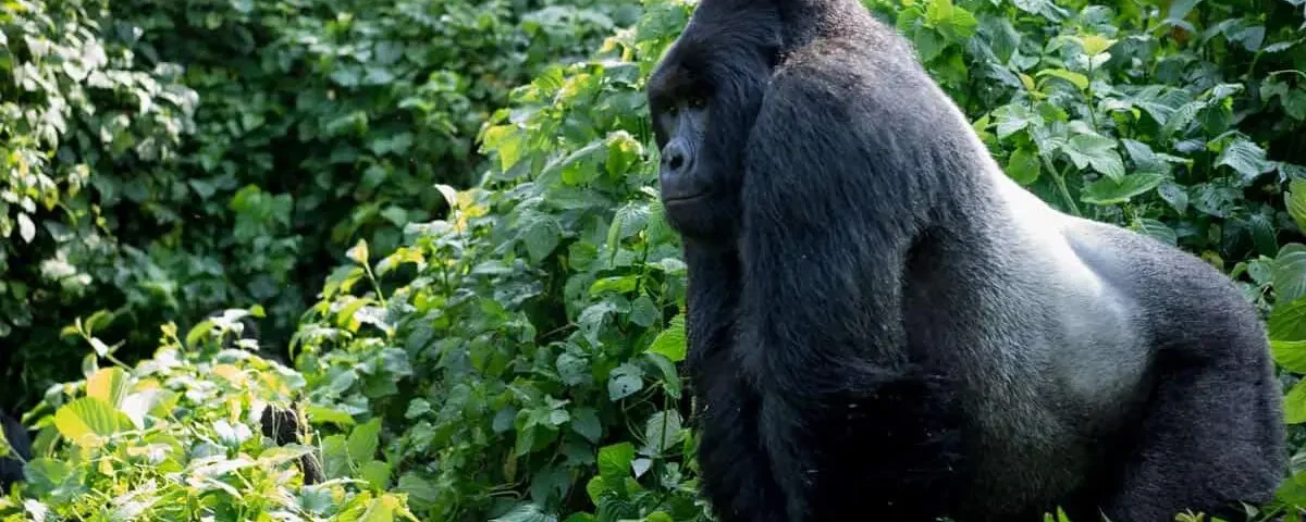 What Is the Safest Country for Gorilla Trekking?