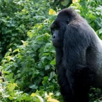 What Is the Safest Country for Gorilla Trekking?