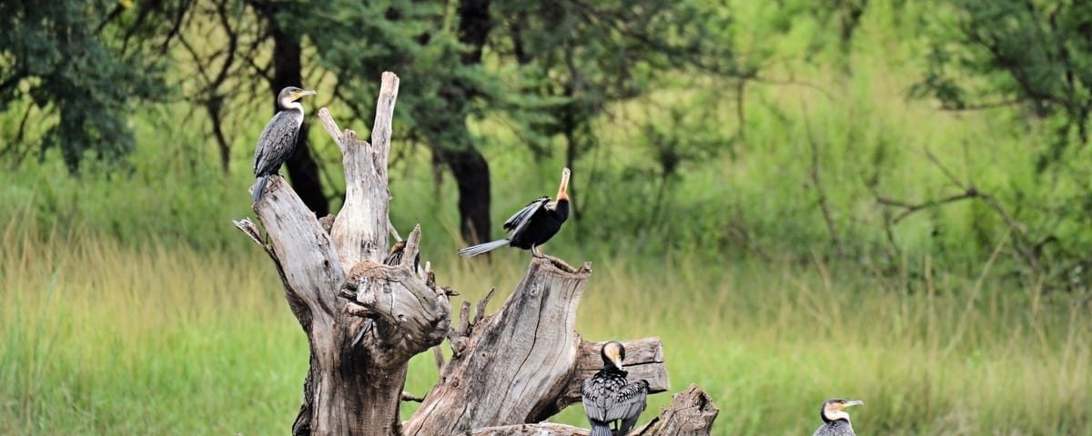 What’s the Best Time for Birdwatching in Uganda?